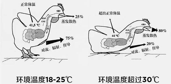 《夏日炎炎，如何為動(dòng)物防暑、降溫》